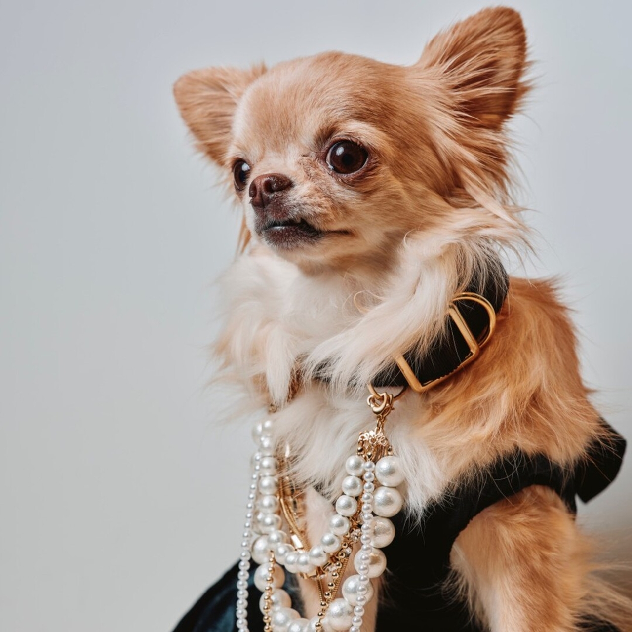 GINZA DOG ウェルネス サマー｜愛犬と楽しむ夏のウェルネスイベント
