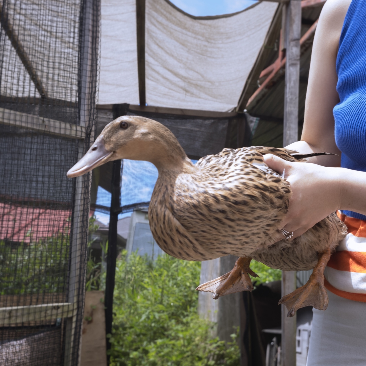 Person in a blue top holding a brown duck outside, with netted enclosures and greenery in the background.