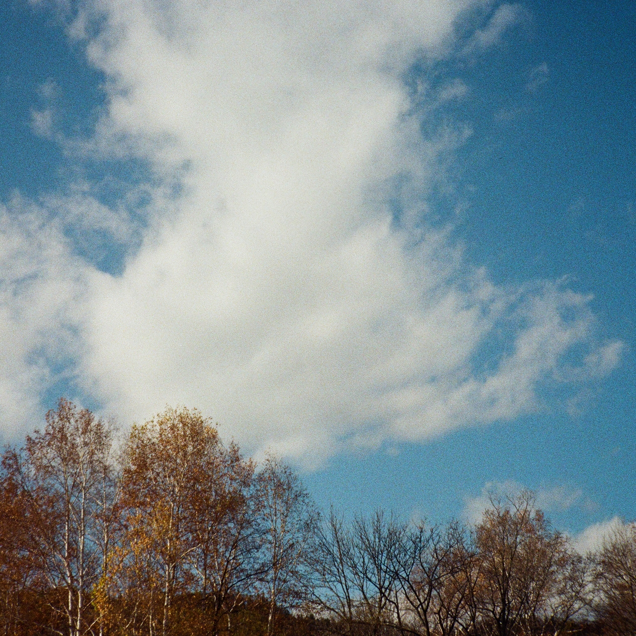 A large white cloud in a blue sky above leafless trees with some golden-brown leaves.