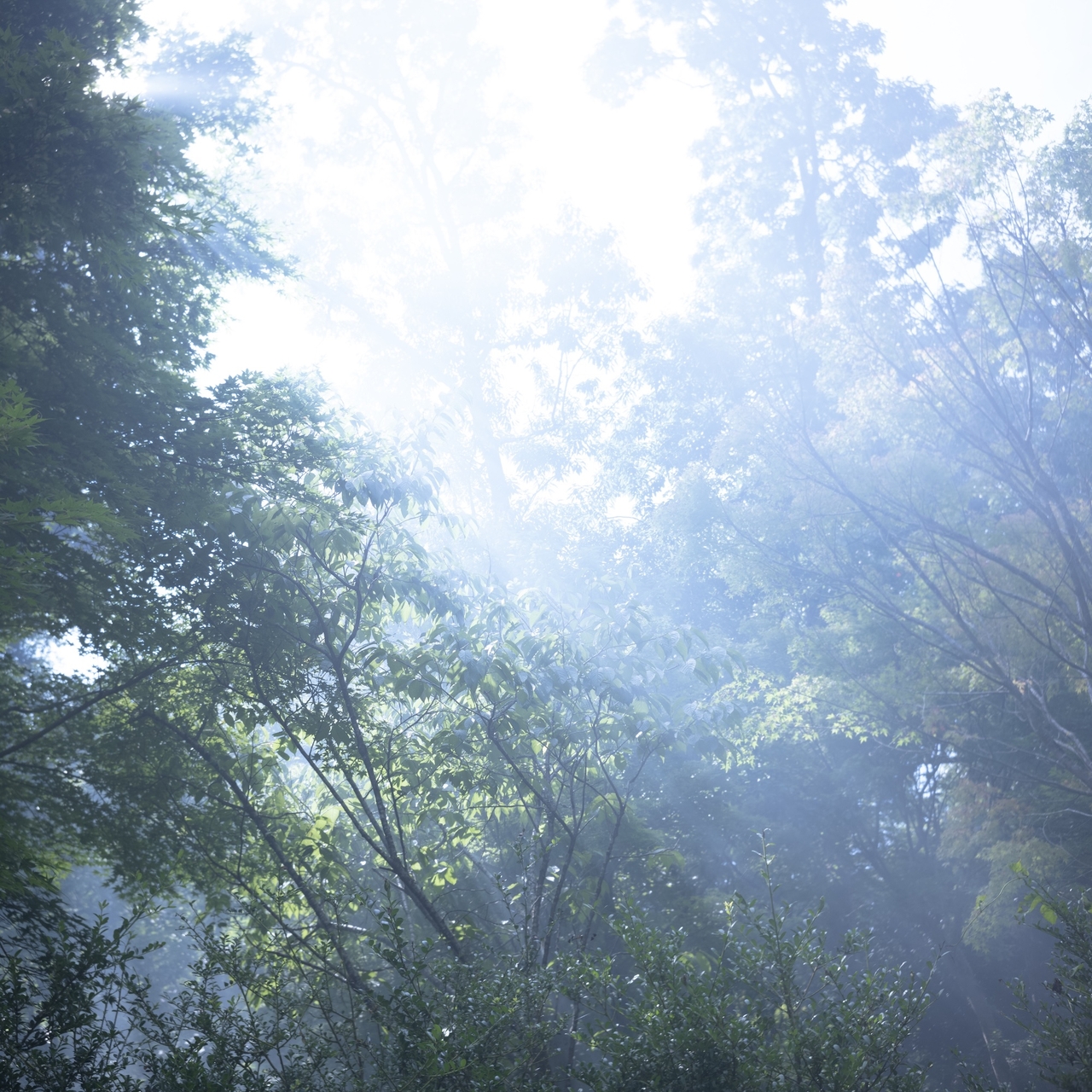 Sunlight filters through a lush, green forest canopy, creating a serene and misty atmosphere.