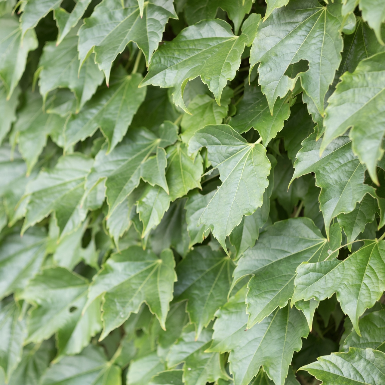 Close-up of lush green ivy leaves covering a wall, with jagged edges and a glossy texture, creating a dense, natural pattern.